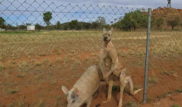 袋鼠交配视频,揭秘袋鼠交配奇观